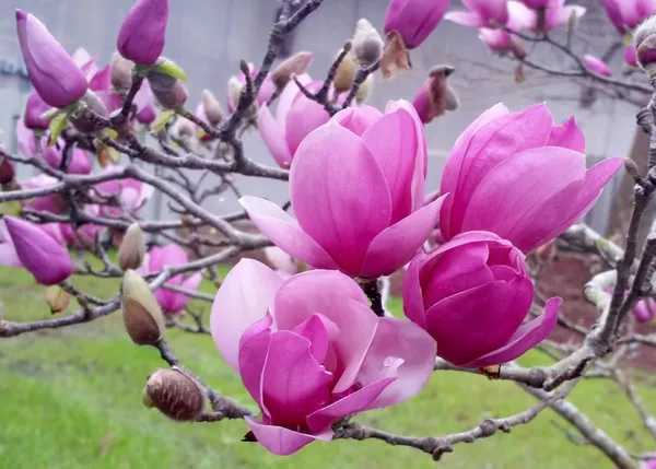 Magnolia_(Purple)_Flowering_Plant_&_Tree_(1.5-3.5_Ft_Hight)_For_Home_Gardening