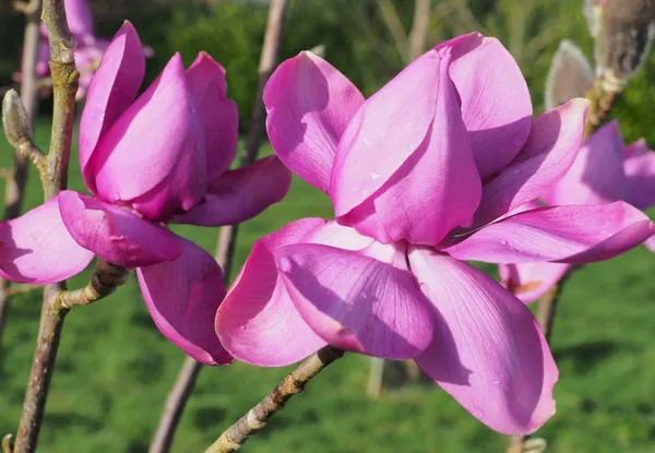 Magnolia_(Purple)_Flowering_Plant_&_Tree_(1.5-3.5_Ft_Hight)_For_Home_Gardening