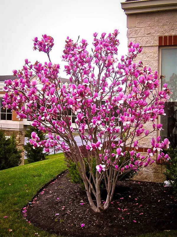 Magnolia_(Purple)_Flowering_Plant_&_Tree_(1.5-3.5_Ft_Hight)_For_Home_Gardening