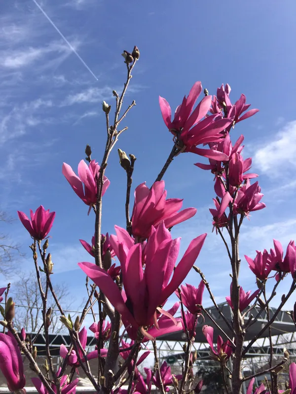 Magnolia_(Purple)_Flowering_Plant_&_Tree_(1.5-3.5_Ft_Hight)_For_Home_Gardening