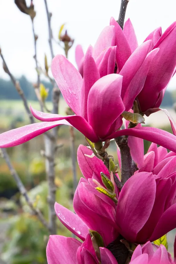 Magnolia_(Purple)_Flowering_Plant_&_Tree_(1.5-3.5_Ft_Hight)_For_Home_Gardening
