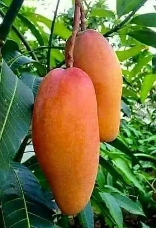 Mahachonak_Most_Expensive_Mango_Fruit_Plant_&_Tree_(1.5-3.5_Ft_Hight)_For_Home_Gardening__Hybrid_Mahachonak_Mango_Plant
