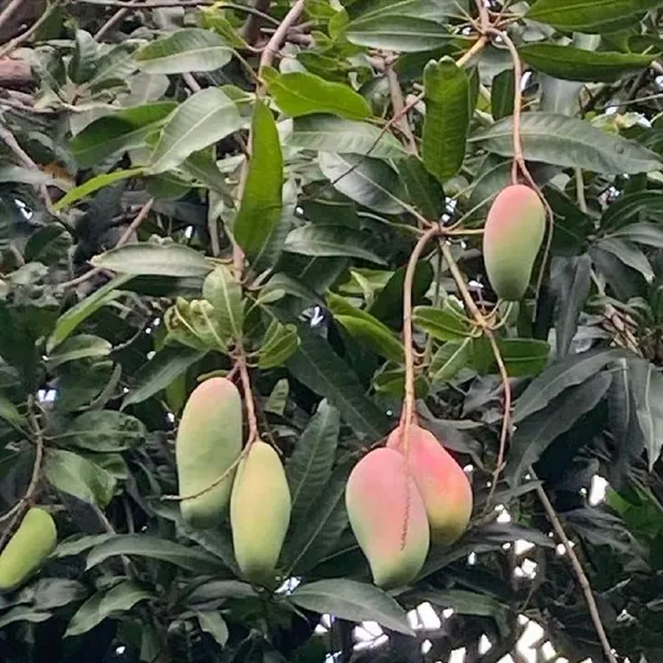 Mahachonak_Most_Expensive_Mango_Fruit_Plant_&_Tree_(1.5-3.5_Ft_Hight)_For_Home_Gardening__Hybrid_Mahachonak_Mango_Plant
