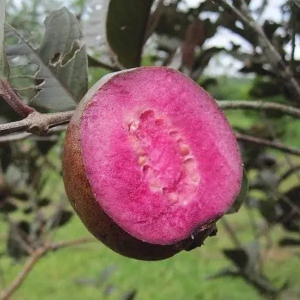 Malaysian_Grafted_ed_Guava_Hybrid_Plant