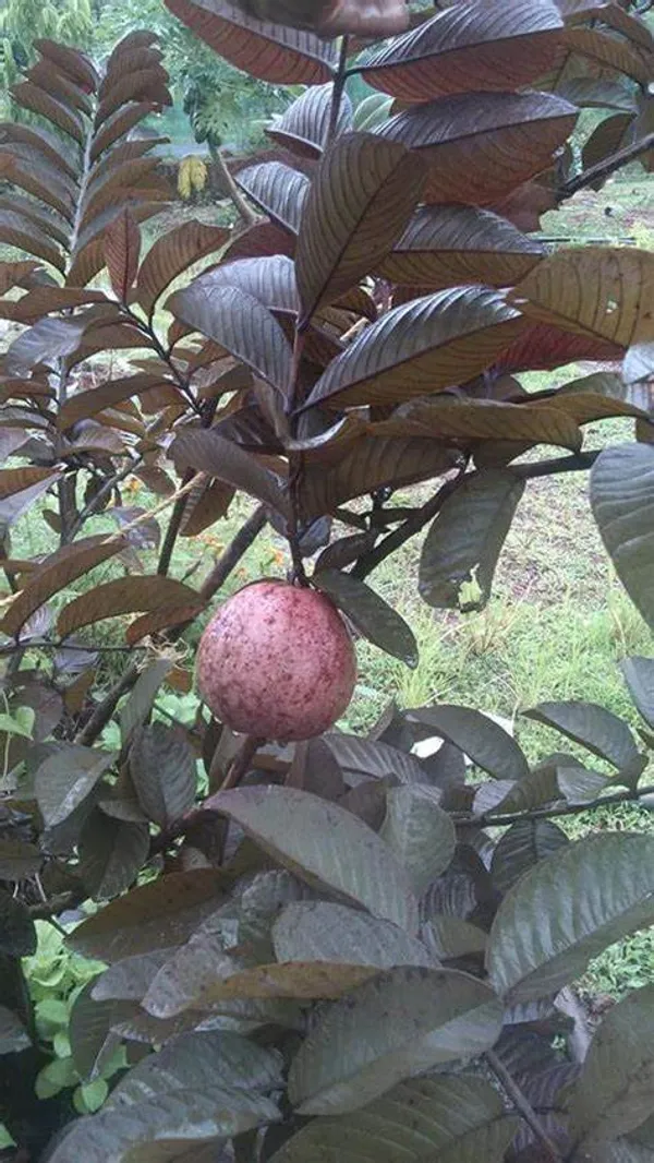 Malaysian_Grafted_ed_Guava_Hybrid_Plant