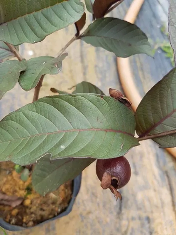 Malaysian_Grafted_ed_Guava_Hybrid_Plant