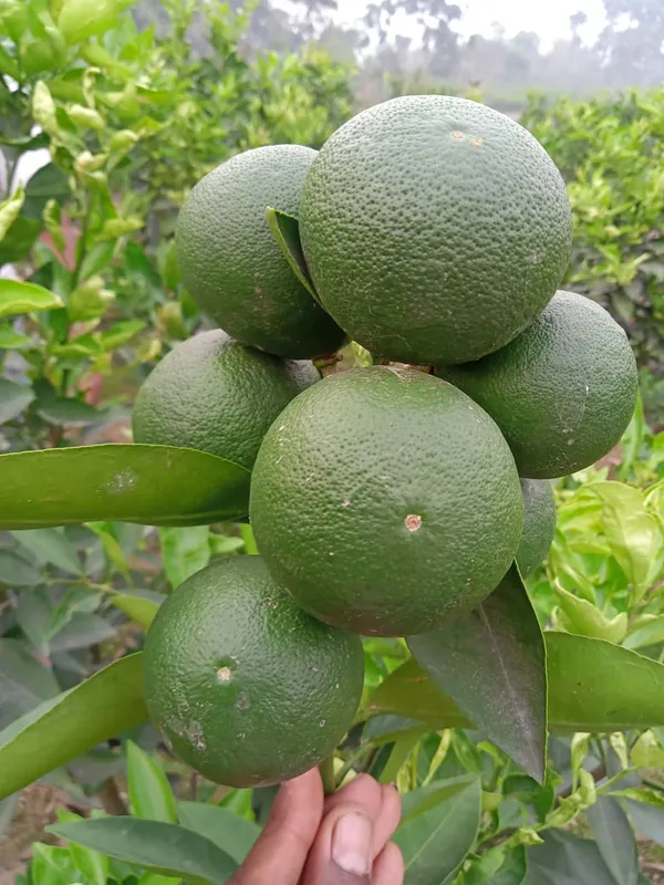 Malta|Mousambi_(Bari-1)__Fruit_Plant_&_Tree_(1.5-2.5_Ft_Hight)_For_Home_Gardening_Bari-1_Malta_Hybrid_Fruit_Plant