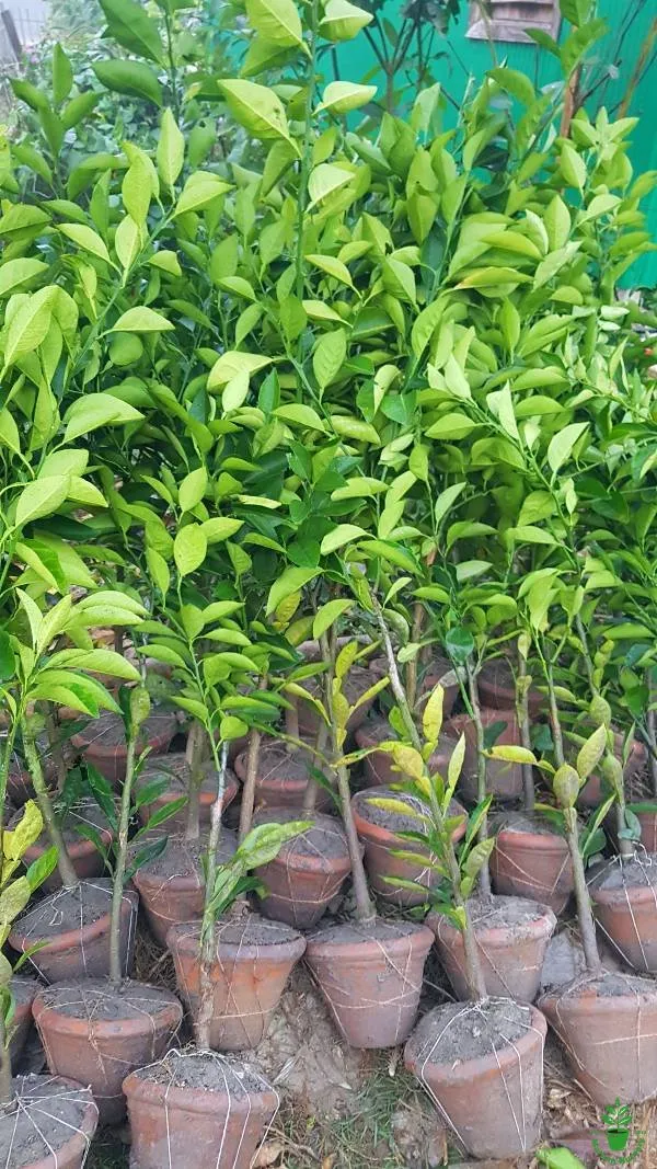 Malta|Mousambi_(Bari-1)__Fruit_Plant_&_Tree_(1.5-2.5_Ft_Hight)_For_Home_Gardening_Bari-1_Malta_Hybrid_Fruit_Plant