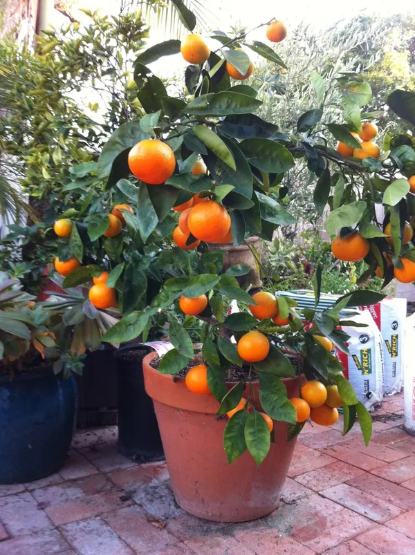 Mandarin/Orange__Fruit_Plant_&_Tree_(1.5-3.5_Ft_Hight)_For_Sweet_Home_Gardening_Mandarin_Hybrid_Fruit_Plant