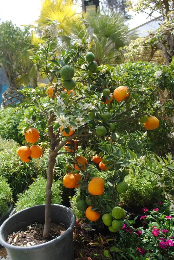 Mandarin/Orange__Fruit_Plant_&_Tree_(1.5-3.5_Ft_Hight)_For_Sweet_Home_Gardening_Mandarin_Hybrid_Fruit_Plant