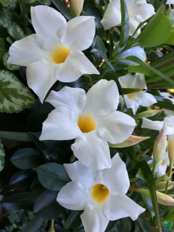 White_Mandevilla_Single_Flower_Plant