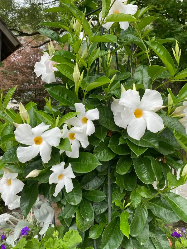 White_Mandevilla_Single_Flower_Plant