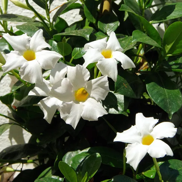 White_Mandevilla_Single_Flower_Plant