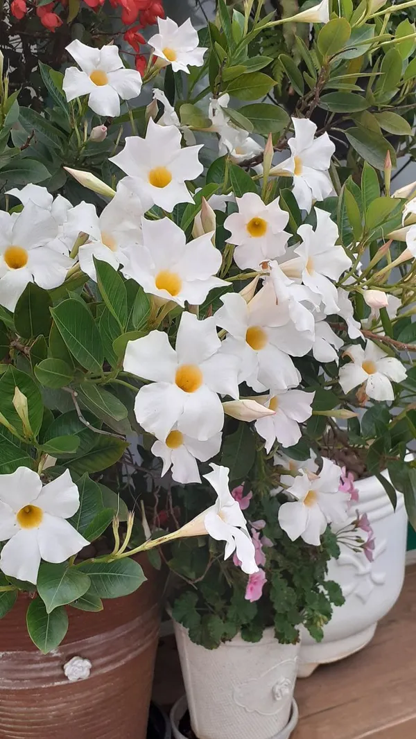 Mandevilla_White_Flowering_Plant_&_Tree_For_Shrub/Bush/Home_Garden_Hybrid