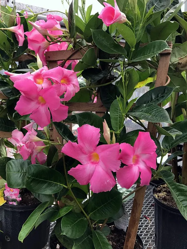 Mandevilla_(Pink)_Flowering_Plant_&_Tree_For_Shrub|Bush|Sweet_Home_Gardening_Dwarf_Variety_Mandevilla_Flower_Plant_Hybrid