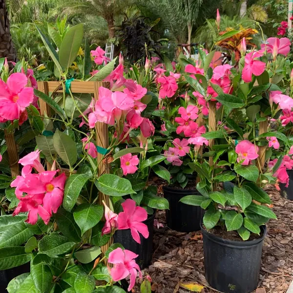 Mandevilla_(Pink)_Flowering_Plant_&_Tree_For_Shrub|Bush|Sweet_Home_Gardening_Dwarf_Variety_Mandevilla_Flower_Plant_Hybrid