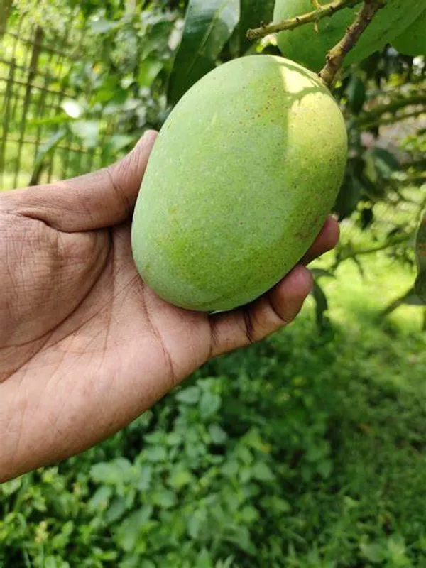 Thai_12_Month_Grafted_Mango_Fruit_Plant_Hybrid