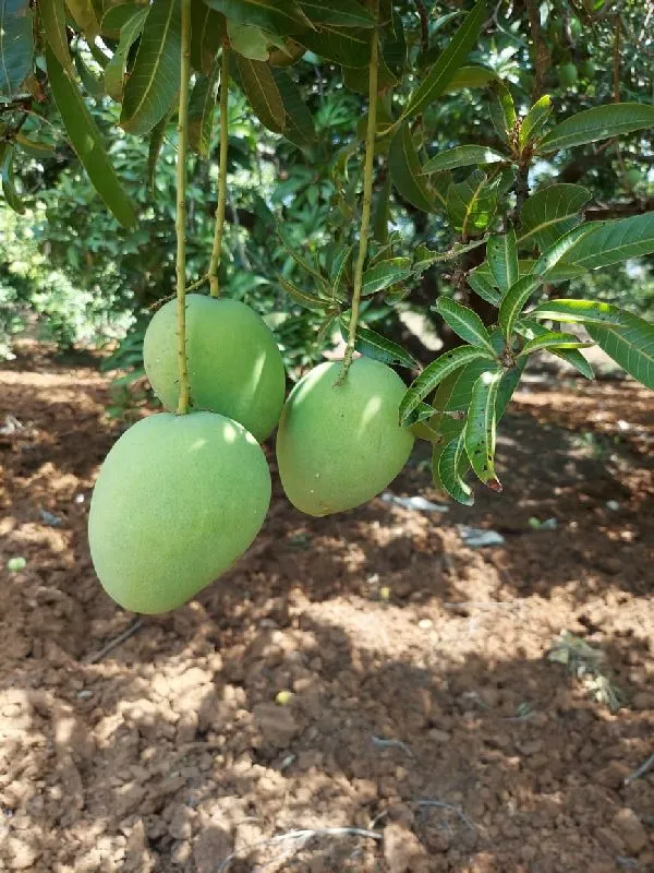 Thai_12_Month_Grafted_Mango_Fruit_Plant_Hybrid
