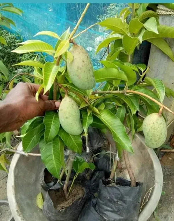 Thai_12_Month_Hybrid_Mango_Plant_Grafted