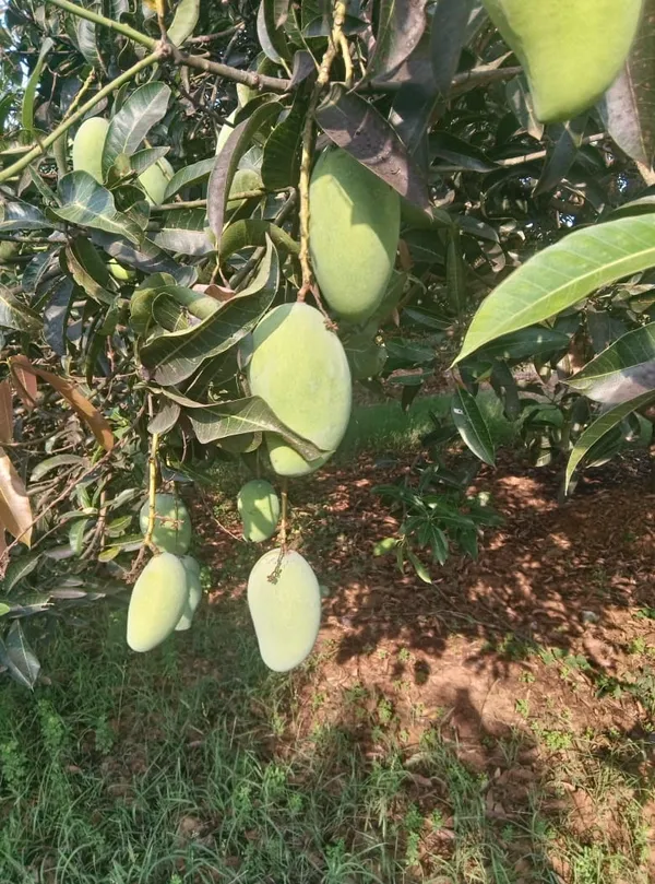 Thai_12_Month_Hybrid_Mango_Plant_Grafted