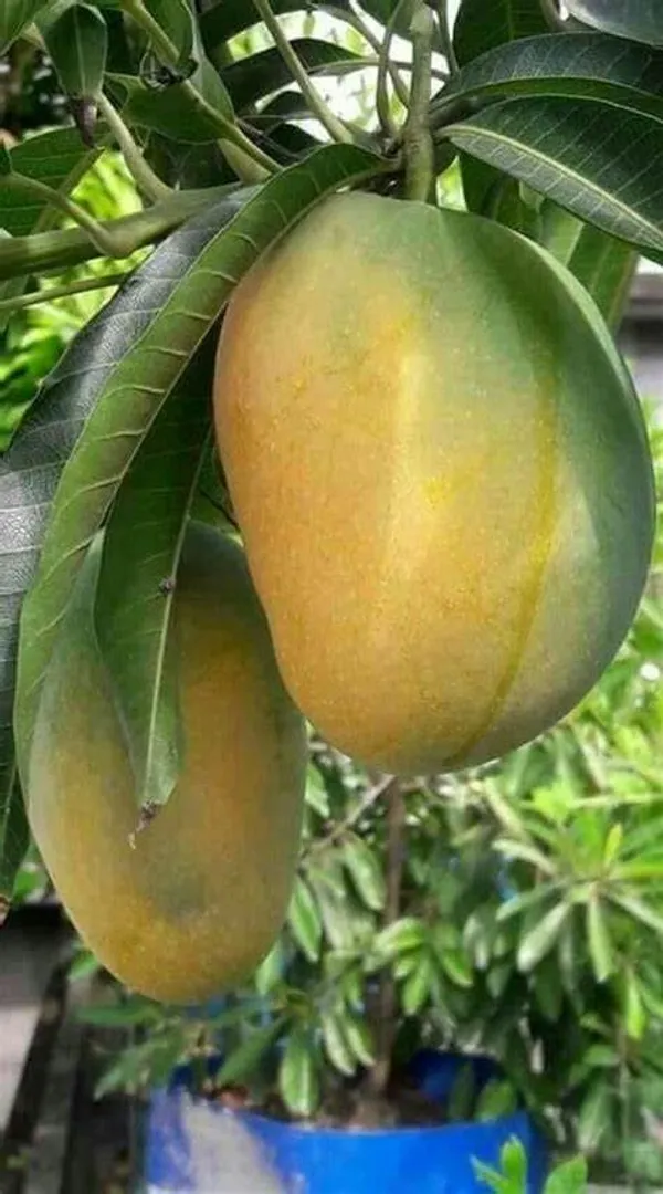 Indian_All_Time_Hybrid__Mango_Fruit_Plant_Grafted
