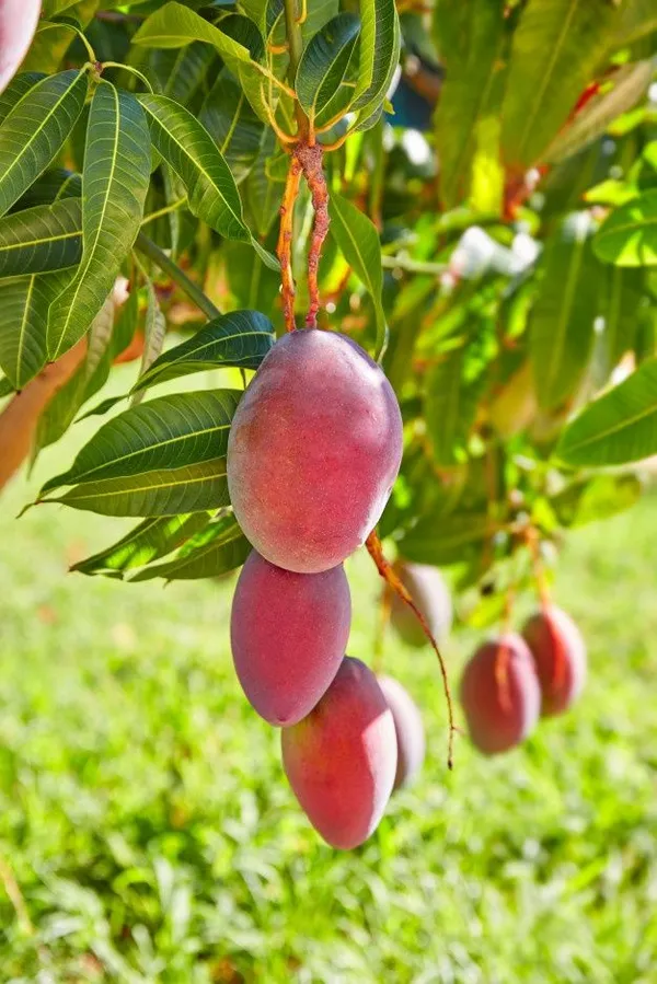 New_Variety__Red_All_Time_Mango_Fruit_Grafted_.5-3.5_Ft_Plant