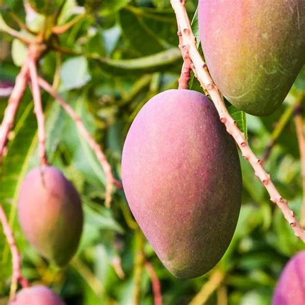 New_Variety__Red_All_Time_Mango_Fruit_Grafted_.5-3.5_Ft_Plant