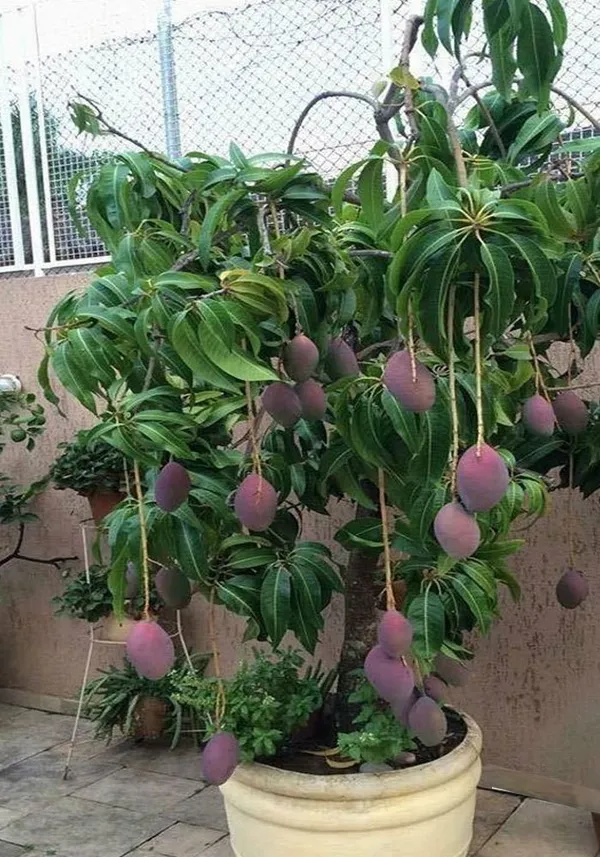 New_Variety__Red_All_Time_Mango_Fruit_Grafted_.5-3.5_Ft_Plant
