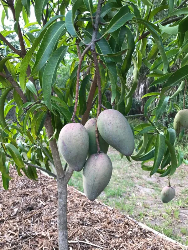12_Month_Mango_Plant_Hybrid