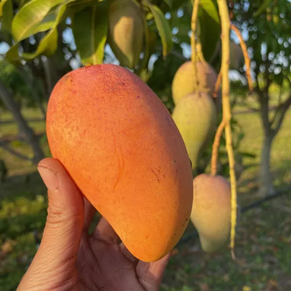 All_Time_Manilita_(Grafted_Mango_Fruit_Plant_&_Tree_For_Home_Gardening_Hybrid