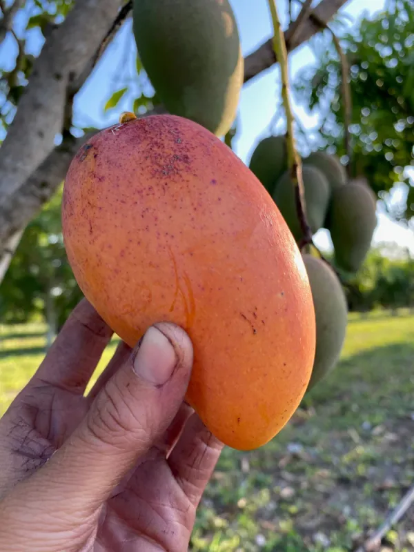 All_Time_Manilita_(Grafted_Mango_Fruit_Plant_&_Tree_For_Home_Gardening_Hybrid