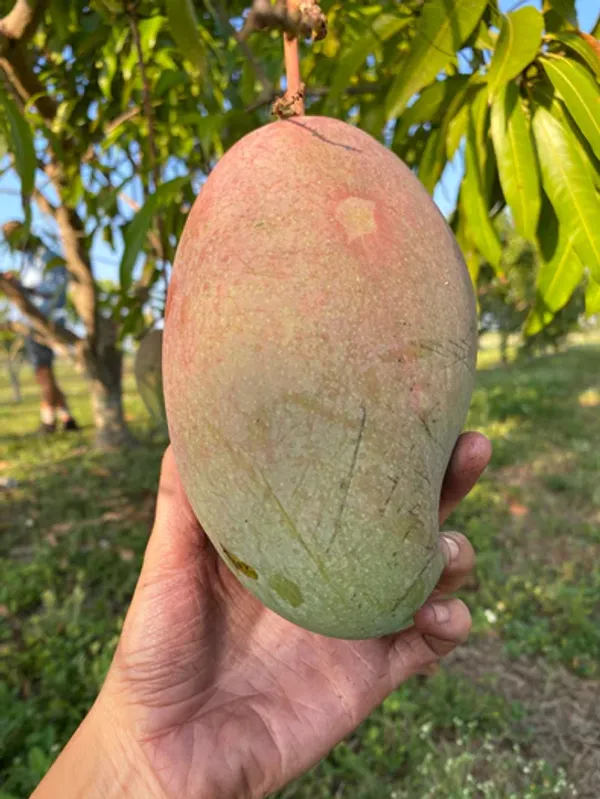 All_Time_Manilita_(Grafted_Mango_Fruit_Plant_&_Tree_For_Home_Gardening_Hybrid