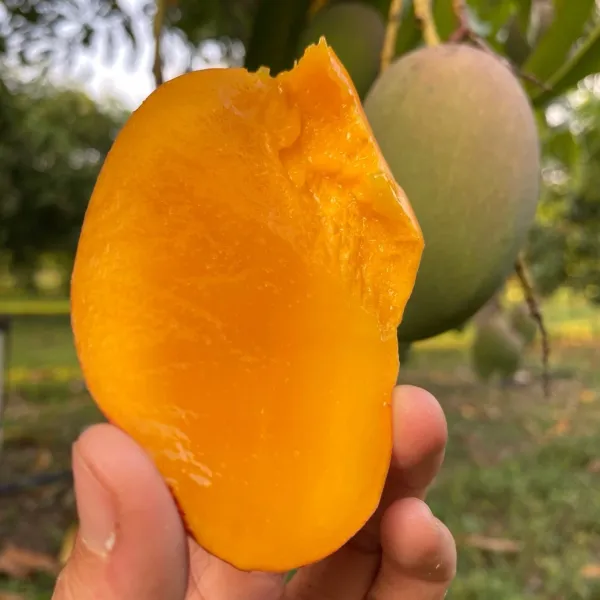 All_Time_Manilita_(Grafted_Mango_Fruit_Plant_&_Tree_For_Home_Gardening_Hybrid
