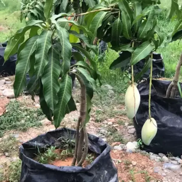 All_Time_Manilita_(Grafted_Mango_Fruit_Plant_&_Tree_For_Home_Gardening_Hybrid
