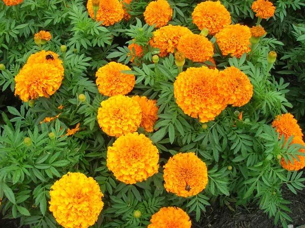 Orange_Marigold_Flowering__Plant_For_Bush|Home_Gardening_Hybrid