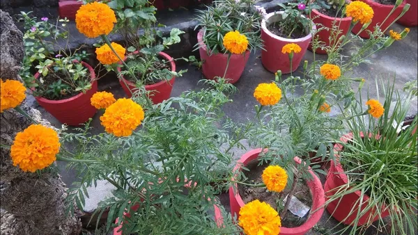 Orange_Marigold_Flowering__Plant_For_Bush|Home_Gardening_Hybrid