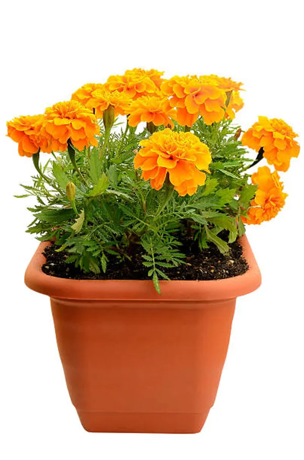Orange_Marigold_Flowering__Plant_For_Bush|Home_Gardening_Hybrid