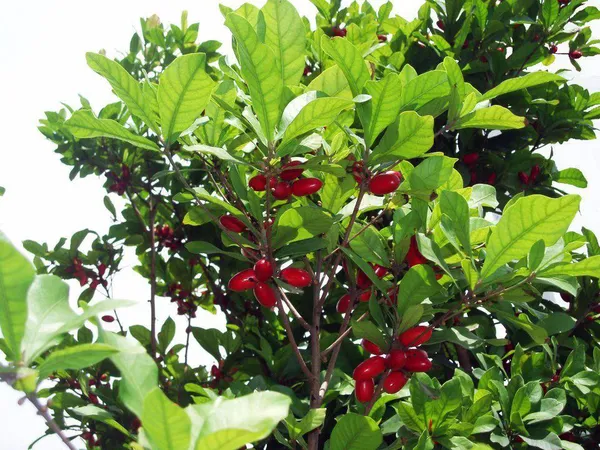 Miracle_Cherry_Fruit_Plant_Hybrid