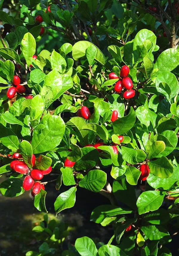 Miracle_Cherry_Fruit_Plant_Hybrid