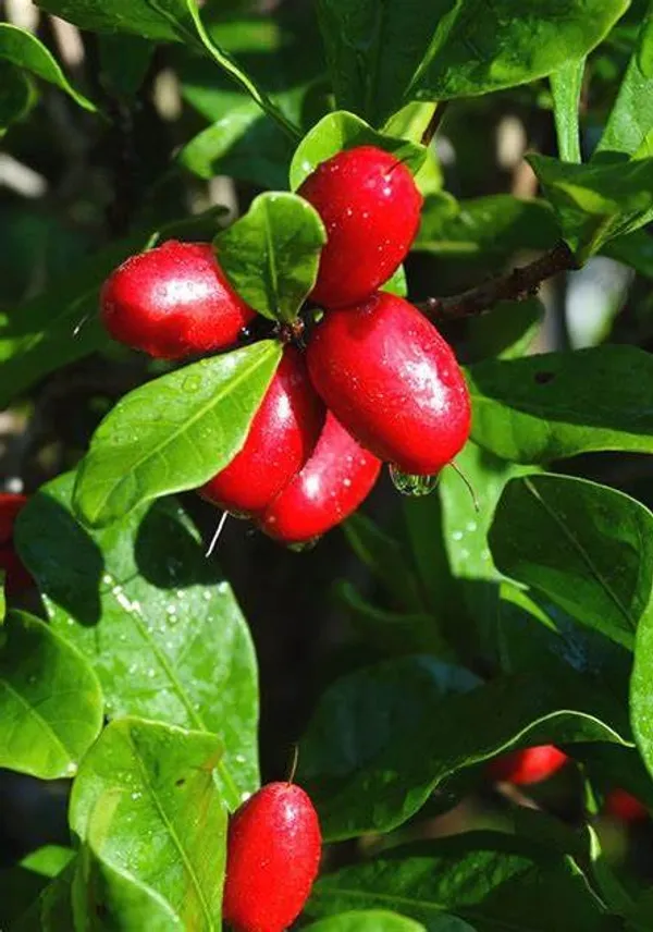 Miracle_Cherry_Fruit_Plant_Hybrid