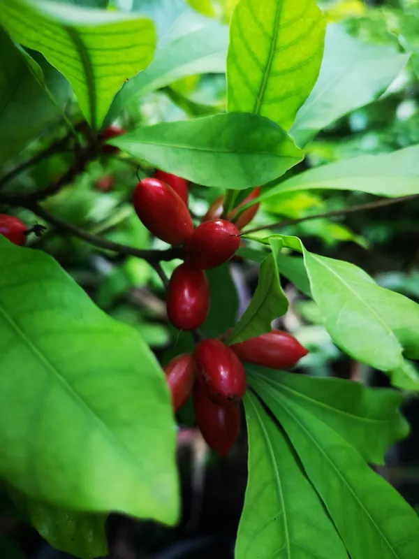 Miracle_Cherry_Fruit_Plant_Hybrid
