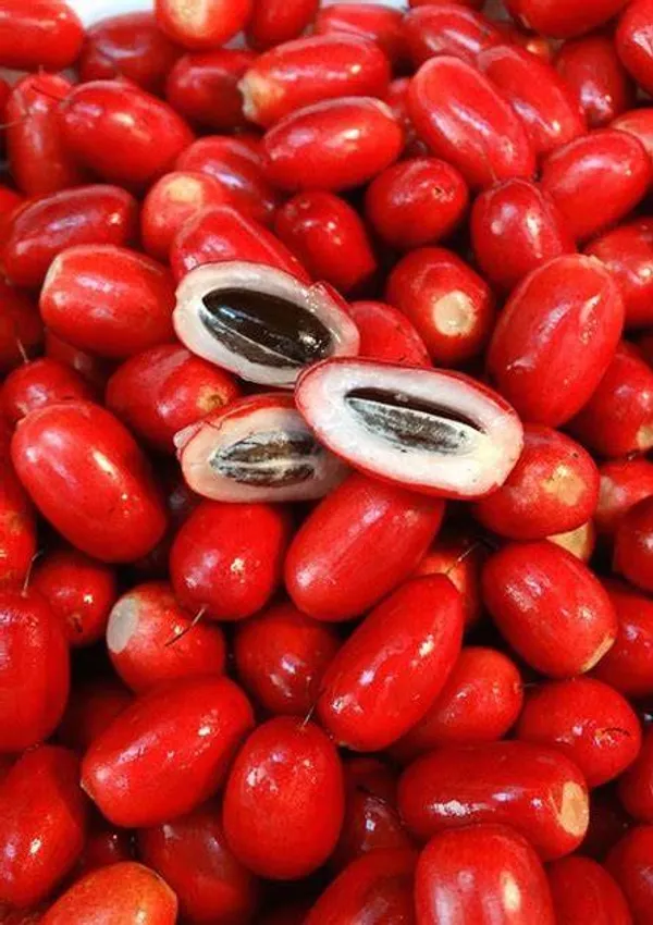 Miracle_Cherry_Fruit_Plant_Hybrid