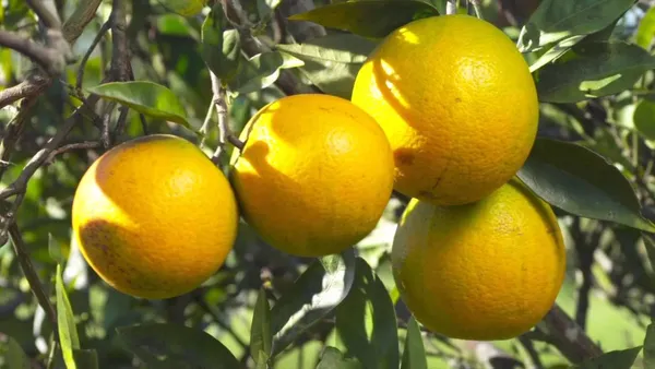 Misoriyo_Malta_Mosambi_Variety_Grafted_Srange_Plant_All_Time_Variety_Grafted_Fruit_Plants_&_Tree1.5-2_Ft_Size_Healthy_Plant_In_Nursery_Grow_Bag