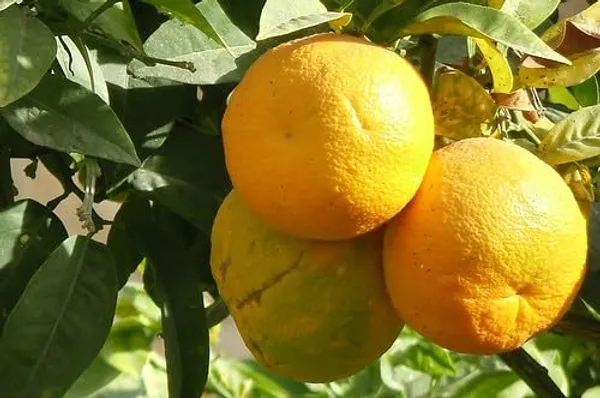 Misoriyo_Malta_Mosambi_Variety_Grafted_Orange_Plant_All_Time_Variety_Grafted_Plants_&_Tree_Healthy_Plant_In_Nursery_Grow_Bag