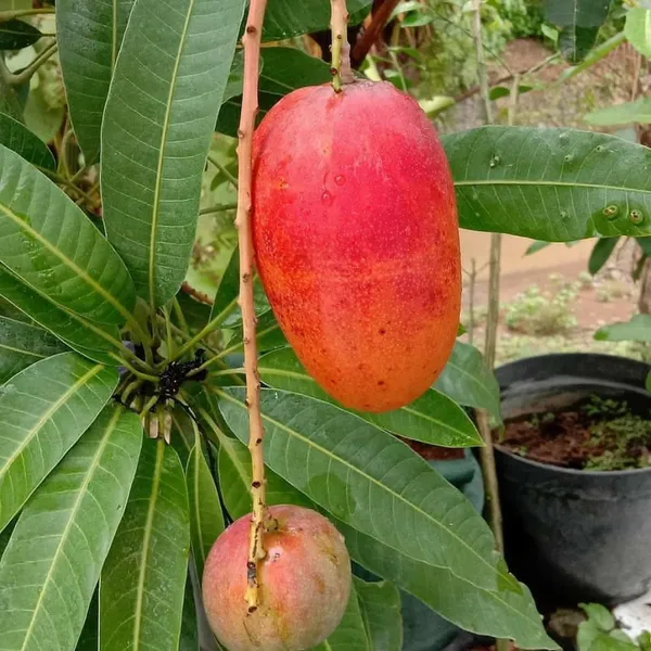 Japanese_Miyazaki_(Red)_Mango_Hybrid_Fruit_Plant_&_Tree_(1.5-3.5_Ft_Hight)_For_Home_Garden_Well_Watered_Miyazaki_Mango_Plant