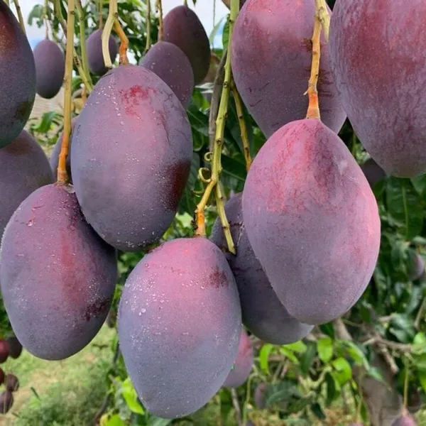 Most_Expensive_Miyazaki_(Purple)_Healthy_Mango_Fruit_Plant_&_Tree_(1.5-3.5_Ft_Hight)_For_Sweet_Home_Garden_Hybrid_Miyazaki__Mango_Fruit_Plant