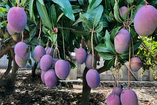Most_Expensive_Miyazaki_(Purple)_Healthy_Mango_Fruit_Plant_&_Tree_(1.5-3.5_Ft_Hight)_For_Sweet_Home_Garden_Hybrid_Miyazaki__Mango_Fruit_Plant