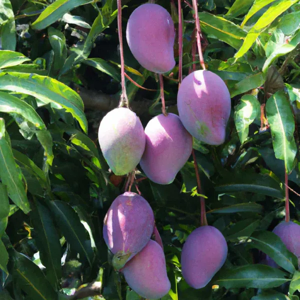 Most_Expensive_Miyazaki_(Purple)_Healthy_Mango_Fruit_Plant_&_Tree_(1.5-3.5_Ft_Hight)_For_Sweet_Home_Garden_Hybrid_Miyazaki__Mango_Fruit_Plant