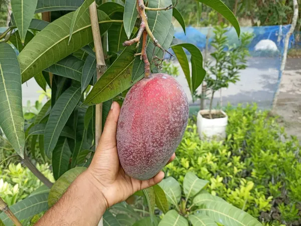 Miyazaki_Hybrid_Mango_Fruit_Plant_&_Tree_(1.5-3.5_Ft_Hight)_Red_Miyazaki__Healthy_Mango_Fruit_Plant_For_Home_Garden