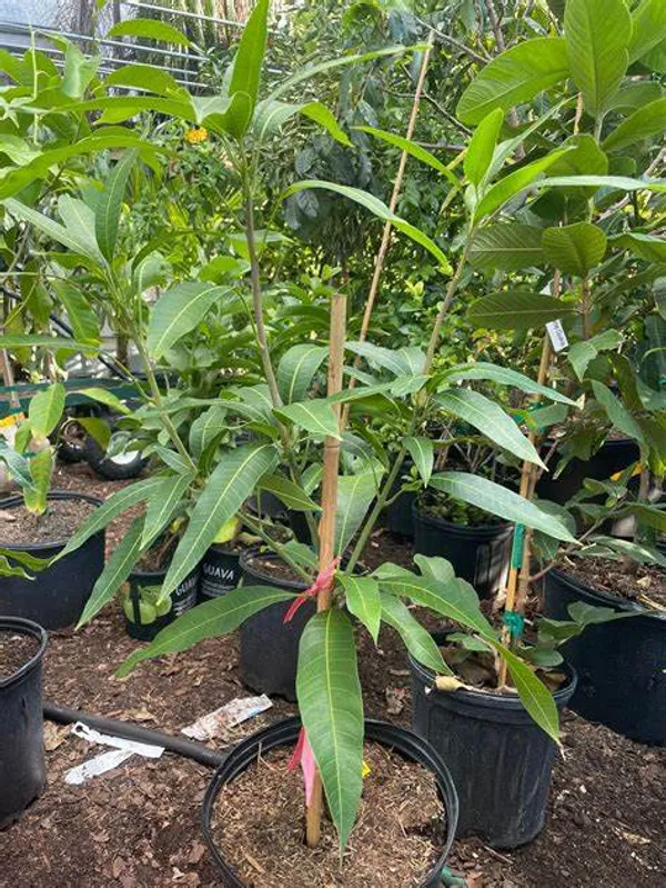 Mohachanok_|_Banana_Mango_Plant